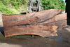 Oregon Black Walnut Slab 070123-05