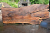 Oregon Black Walnut Slab 070123-07