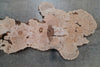 Big Leaf Maple Burl Slab 032522-14