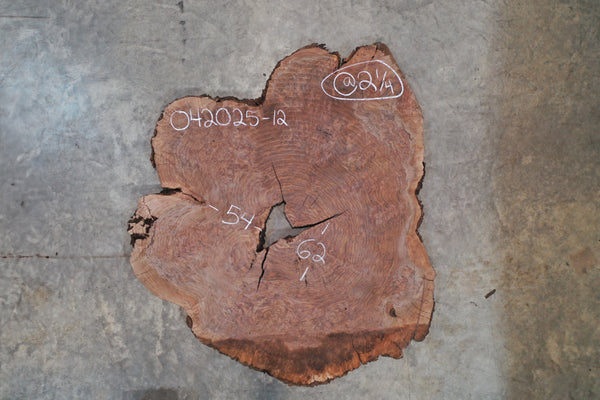 Oregon Black Walnut Burl 042025-12