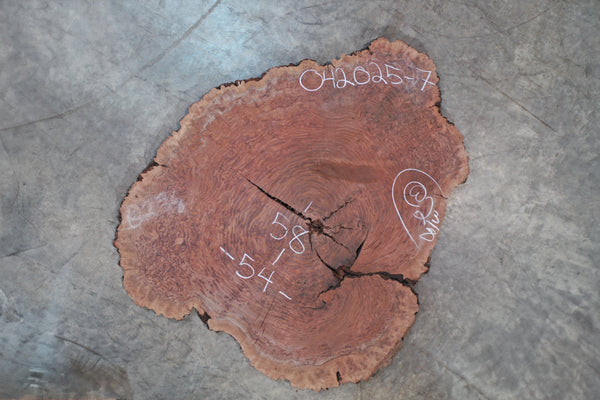 Oregon Black Walnut Burl 042025-07