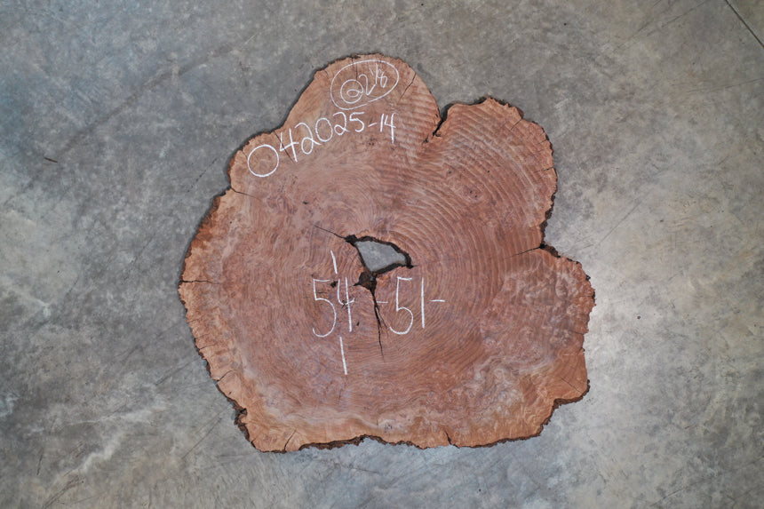 Oregon Black Walnut Burl Round 042025-14
