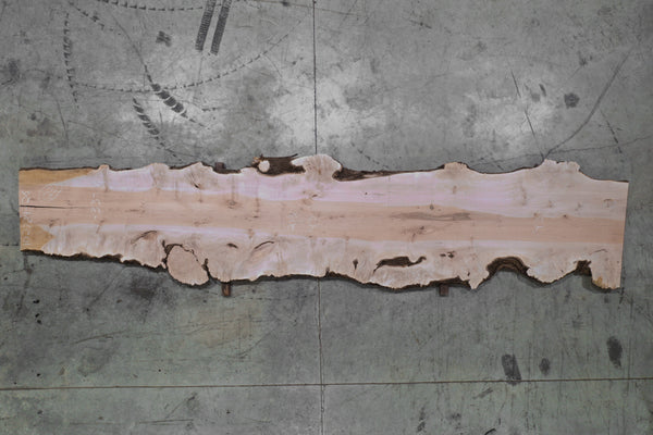 Big Leaf Maple Slab 102724-26 MA