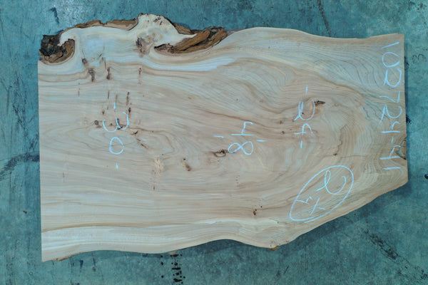 102724-41 Elm Slab