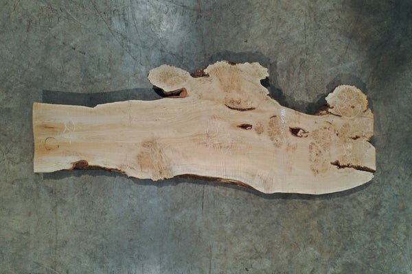 Big Leaf Maple Burl Slab 110324-06