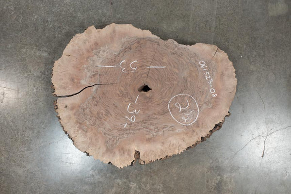 Oregon Black Walnut Round 061523-08
