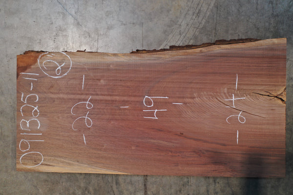 Oregon Black Walnut Slab 091325-11