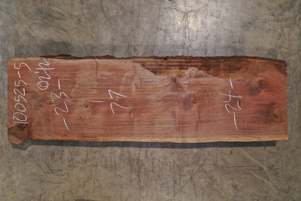 Oregon Black Walnut Slab 100525-5