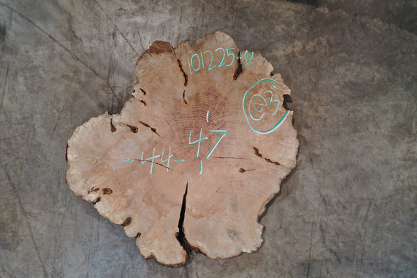 Big Leaf Maple Burl Round 101225-9