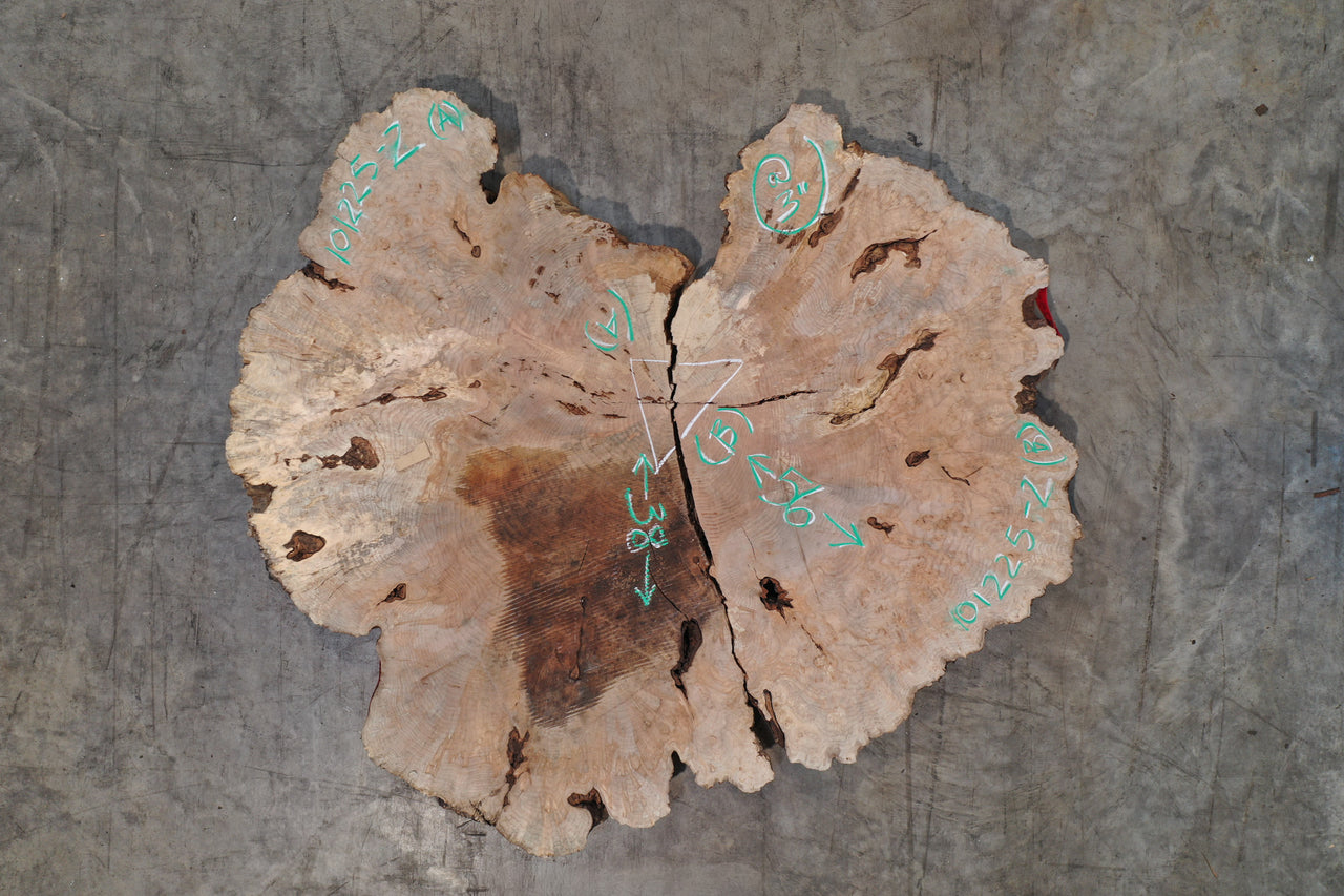 Big Leaf Maple Burl Round 101225-2