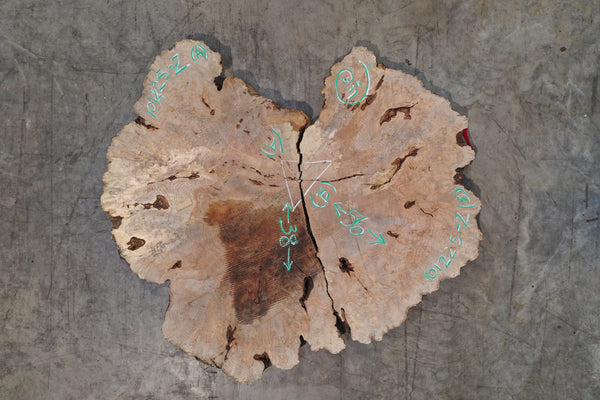 Big Leaf Maple Burl Round 101225-2
