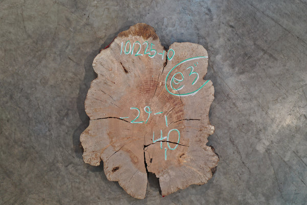 Big Leaf Maple Burl Round 101225-10