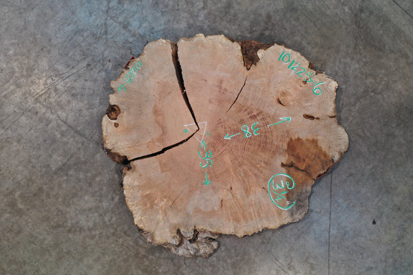 Big Leaf Maple Burl Round 101225-6