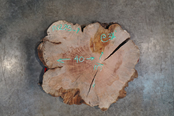 Big Leaf Maple Burl Round 101225-7