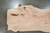 031019-02 Big Leaf Maple