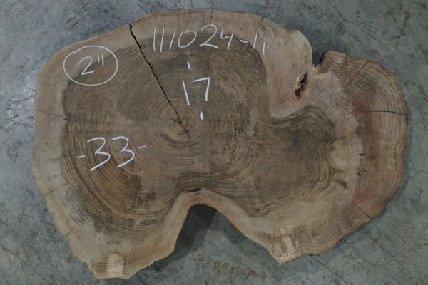 Oregon Black Walnut Burl Round 111024-11