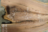 Oregon Black Walnut Slab MA 011826-1