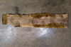Oregon Black Walnut Slab 010426-1