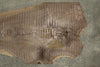 Oregon Black Walnut Slab 021526-01TV100
