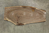 Oregon Black Walnut Slab 120625-21