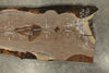 Oregon Black Walnut Slab 061722-08