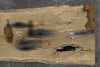 Oregon White Oak 090722-01