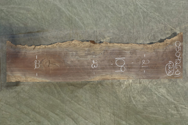 Oregon Black Walnut Slab 050926-01