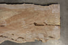 Big Leaf Maple Slab 042418-06