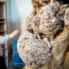 Maple Burl Log C048