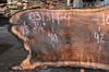 031319-04 Oregon Black Walnut Slab