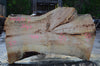 Big Leaf Maple Slab 042114-07