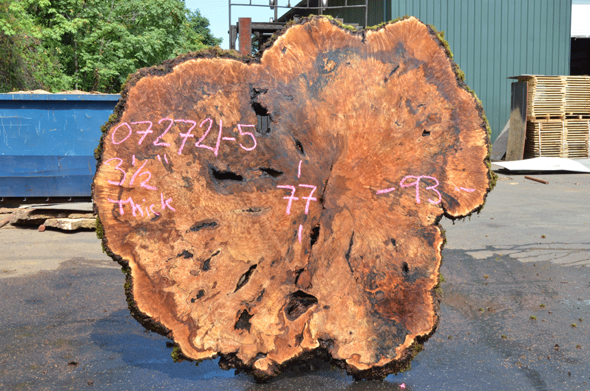 Big Leaf Maple Burl 072721-05
