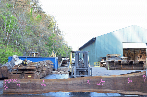 Oregon Black Walnut Slab 093020-11