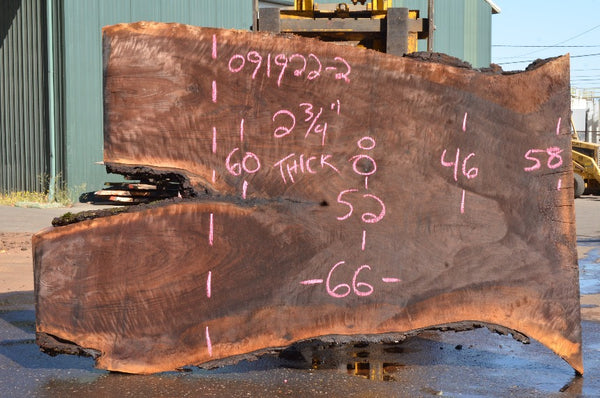 Oregon Black Walnut Slab 091922-02