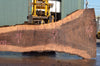 Oregon Black Walnut Slab 092222-11