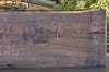 Oregon Black Walnut Slab 092622-01