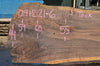 Oregon Black Walnut Slab 091521-06